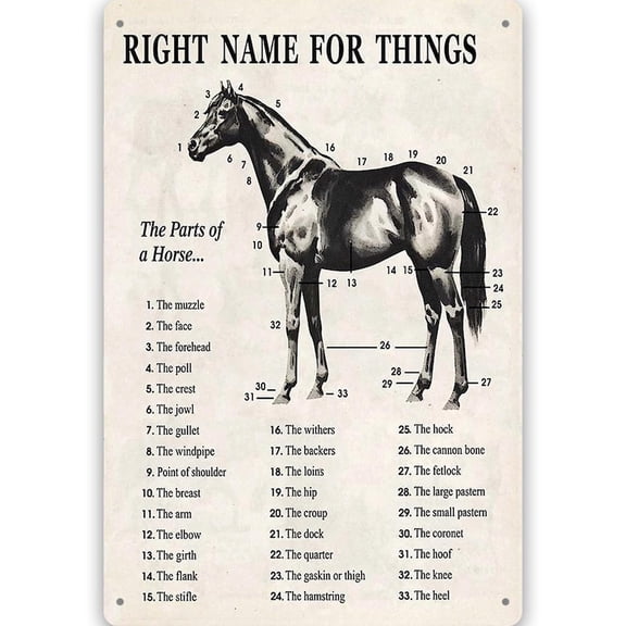 Horse Anatomy Metal Sign: Vintage Equestrian Chart Wall Decor Funny Posters Farmhouse Decor Metal Sign 8 X 12 Inch20X30