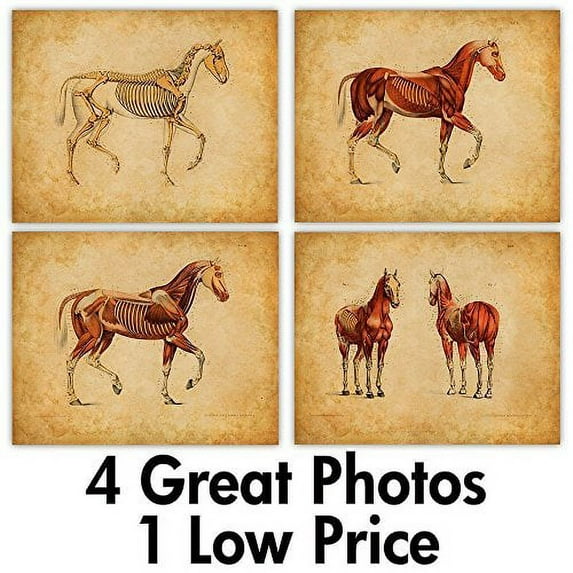 Horse Anatomy Patent Art Prints - Set of Four prints (8x10) Unframed - Great Gift for Horse Lovers and Equestrians