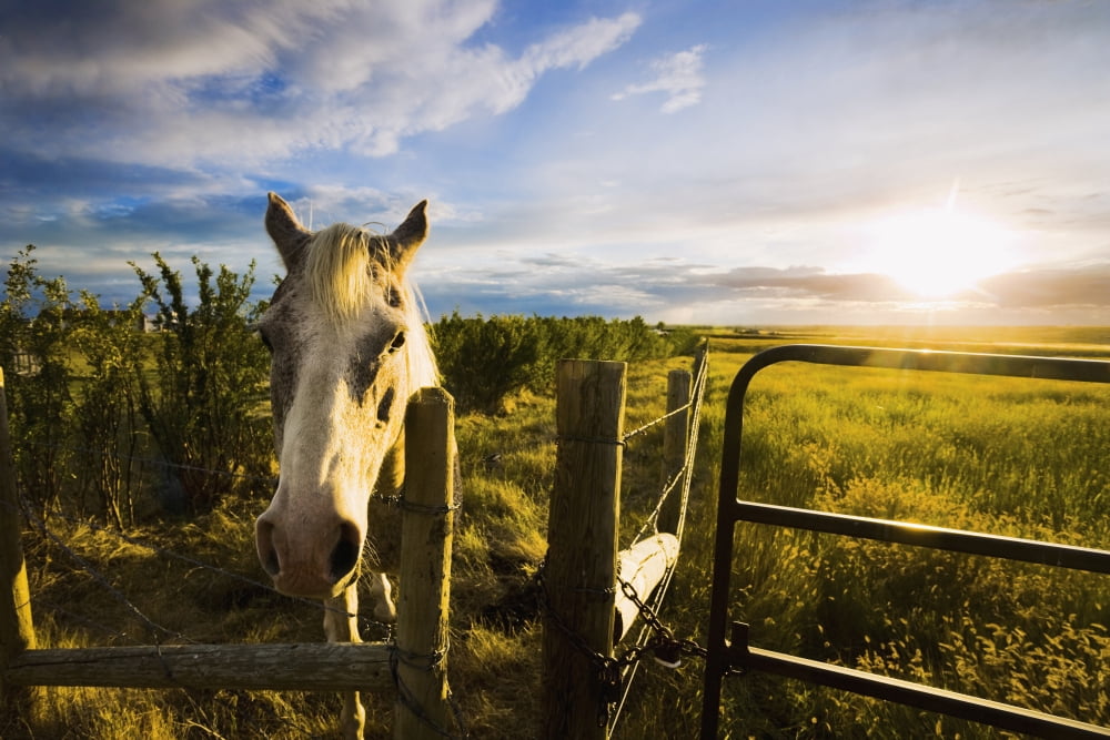 Horse At Sunset Near Moose Jaw Saskatchewan Canvas Art - Yves Marcoux Design Pics (34 x 22)