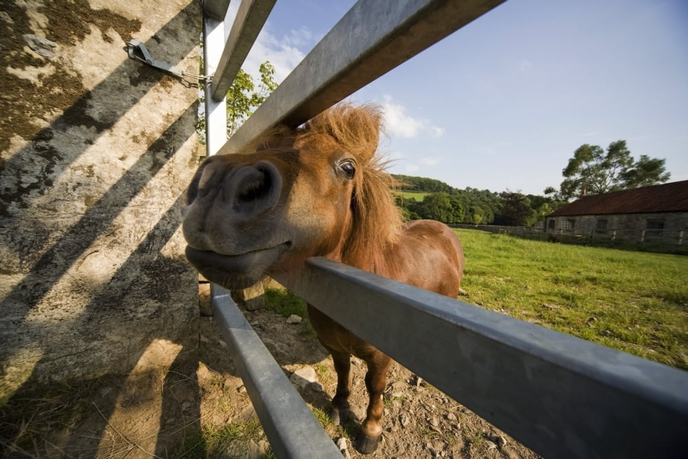 Horse Behind A Fence Canvas Art - John Short Design Pics (19 x 12)