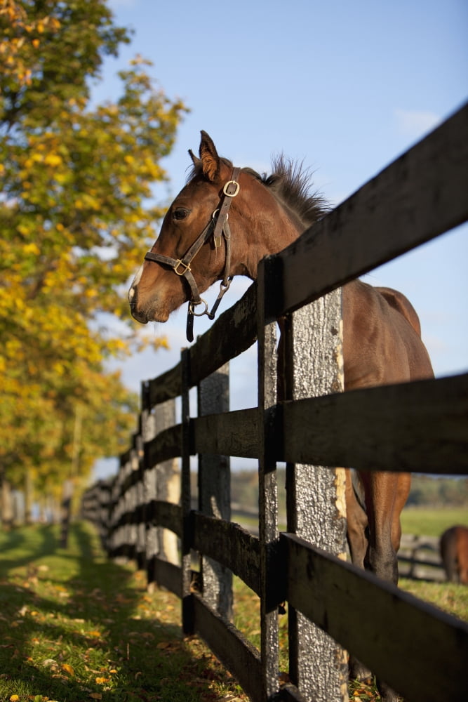 Horse By Farm Fence In AutumnCaledon Ontario Canada Canvas Art - Ron Bouwhuis Design Pics (24 x 38)