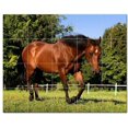thumbnail image 1 of Horse Ceramic Tile Mural Kitchen Backsplash Bathroom Shower, 402861-L54, 1 of 3