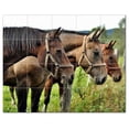 thumbnail image 1 of Horse Ceramic Tile Mural Kitchen Backsplash Bathroom Shower, 402904-S54, 1 of 3