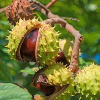 CZ Grain 4 Horse Chestnut Tree Seeds, Exotic Fruit