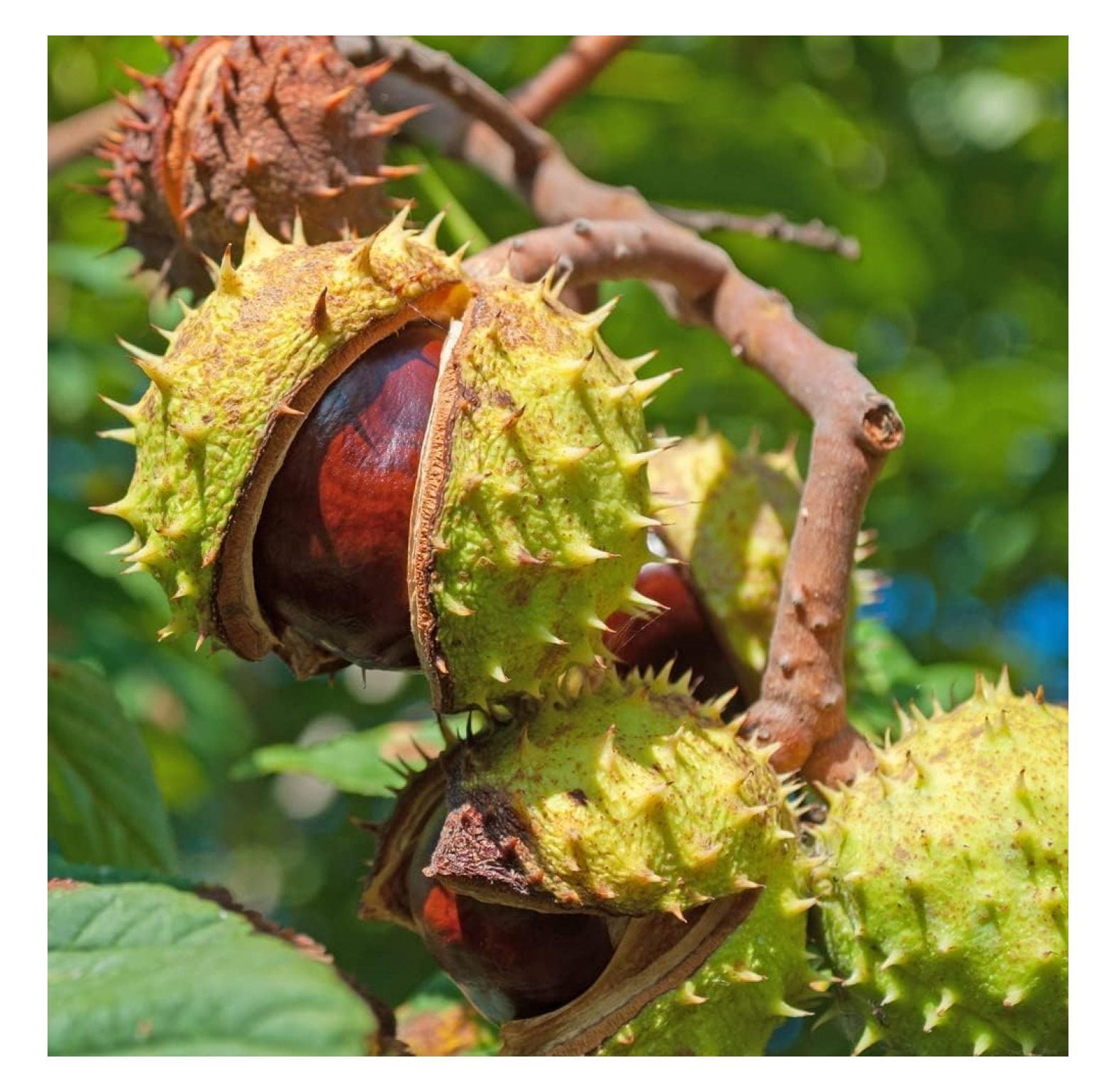 Horse Chestnut Seeds for Planting Amazing and Exotic Fruit Tree (8