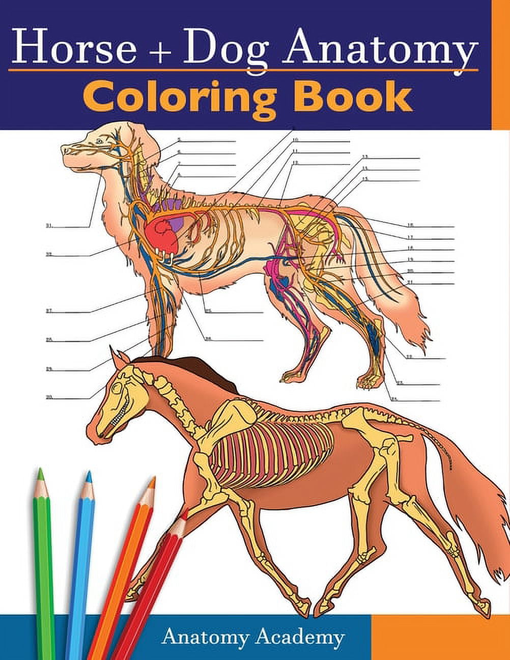 Horse + Dog Anatomy Coloring Book: 2-in-1 Compilation Incredibly Detailed Self-Test Equine \u0026 Canine Anatomy Color workbo, (Paperback)