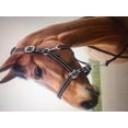 thumbnail image 1 of Horse English Western Cooper Halter and Lead Set Chrome Buckle 2922219P, 1 of 1