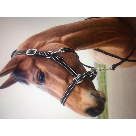 Horse English Western Halter and Lead Set Chrome Buckle 2922219C