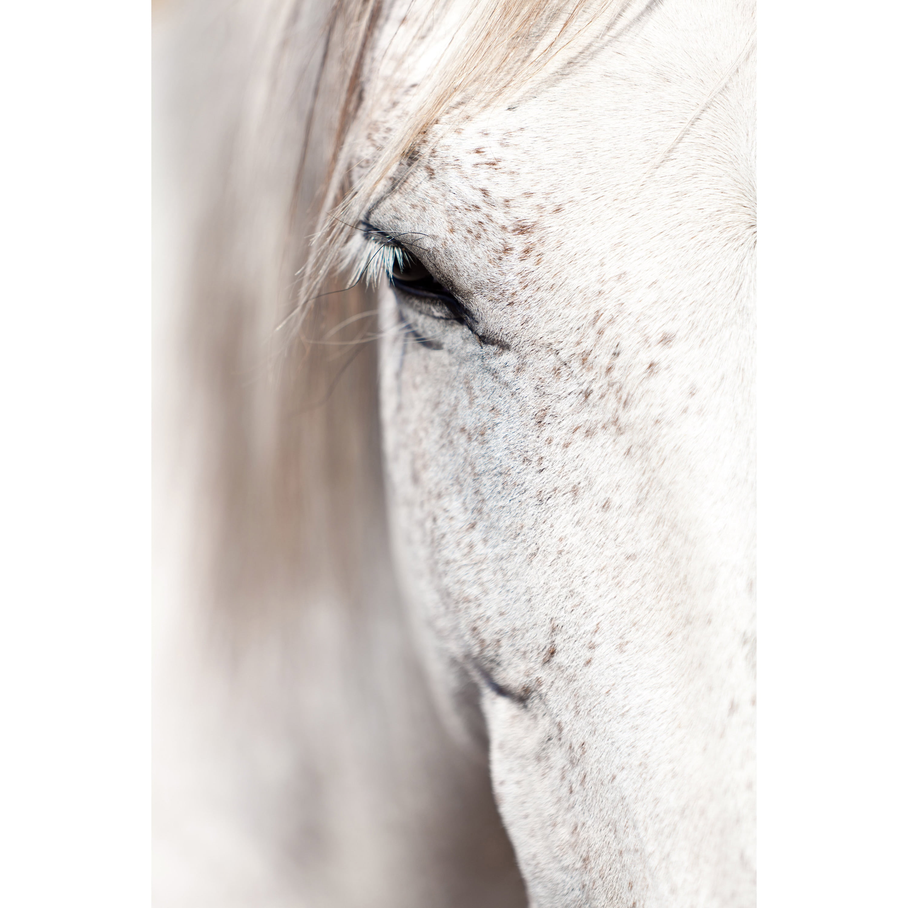 "Horse Eye" Painting Print on Wrapped Canvas