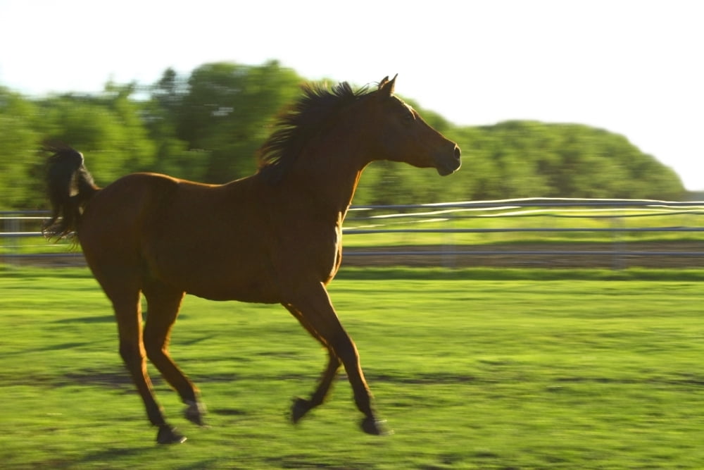 Horse Galloping Canvas Art - Colette Scharf Design Pics (34 x 22)
