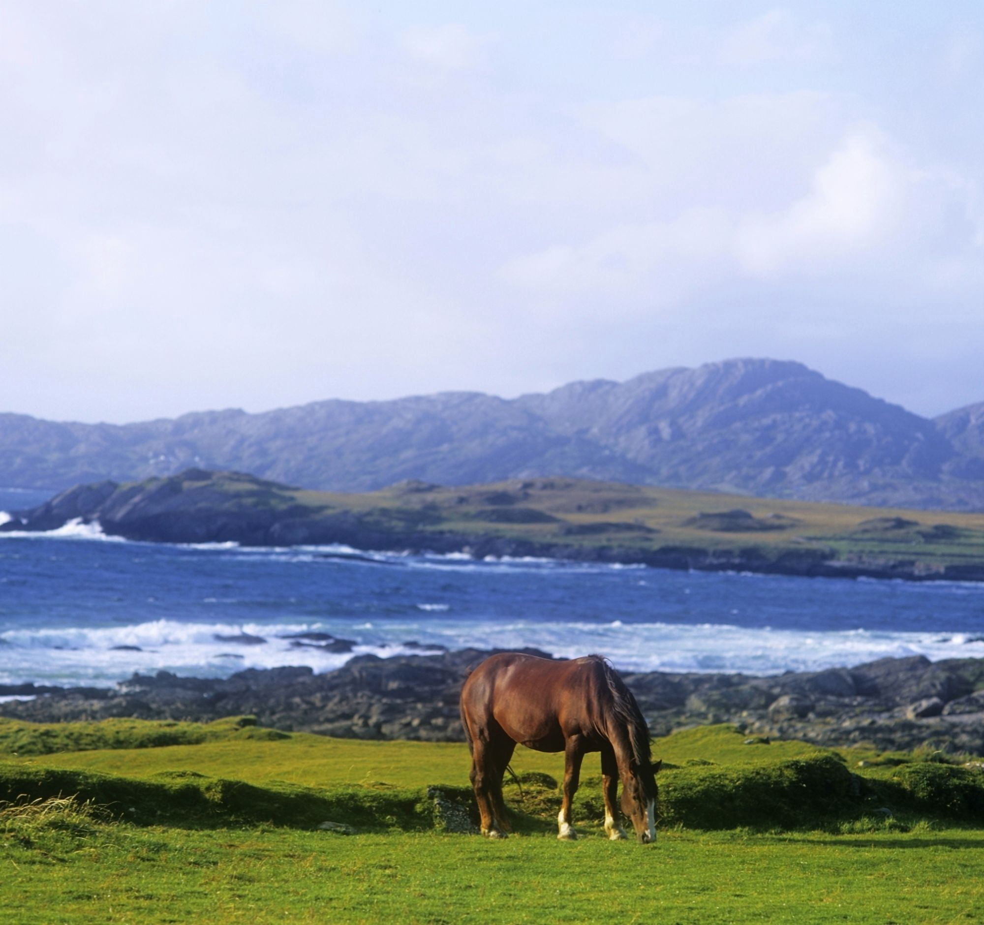 Horse Grazing In A Field Beara Peninsula Allihies County Cork Republic Of Ireland Canvas Art - The Irish Image Collection Design Pics (28 x 26)