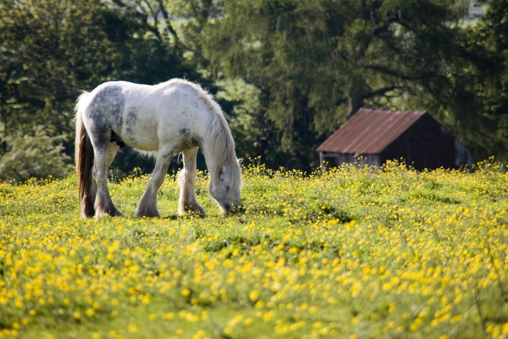 Horse Grazing In Field Of Buttercups Canvas Art - John Short Design Pics (17 x 11)