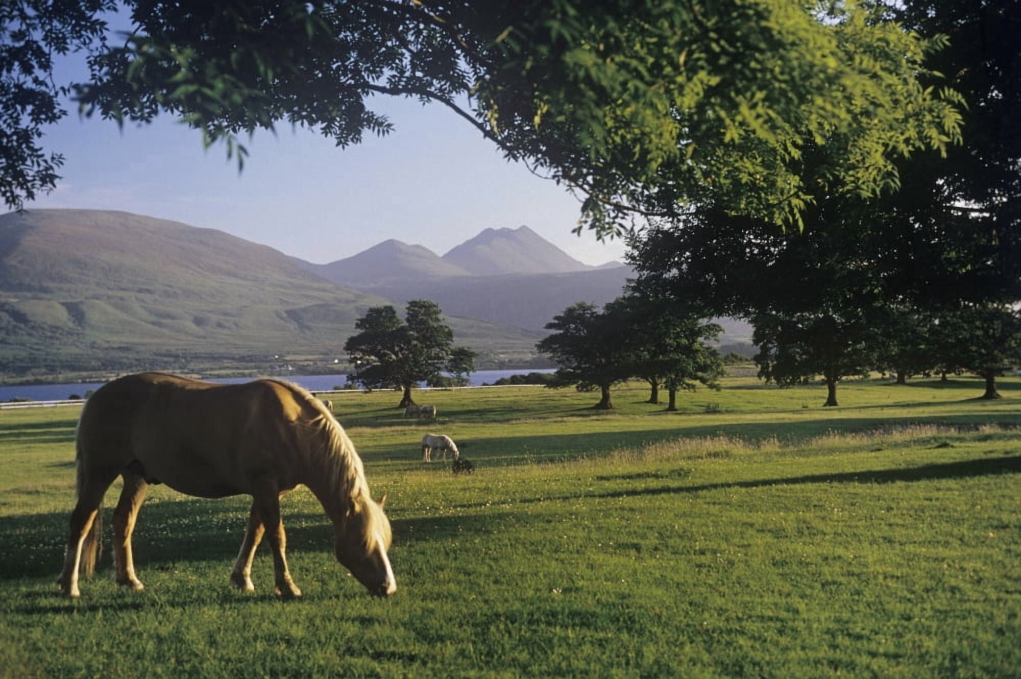 Horse Grazing On A Landscape Killarney County Kerry Republic Of Ireland Canvas Art - The Irish Image Collection Design Pics (36 x 24)