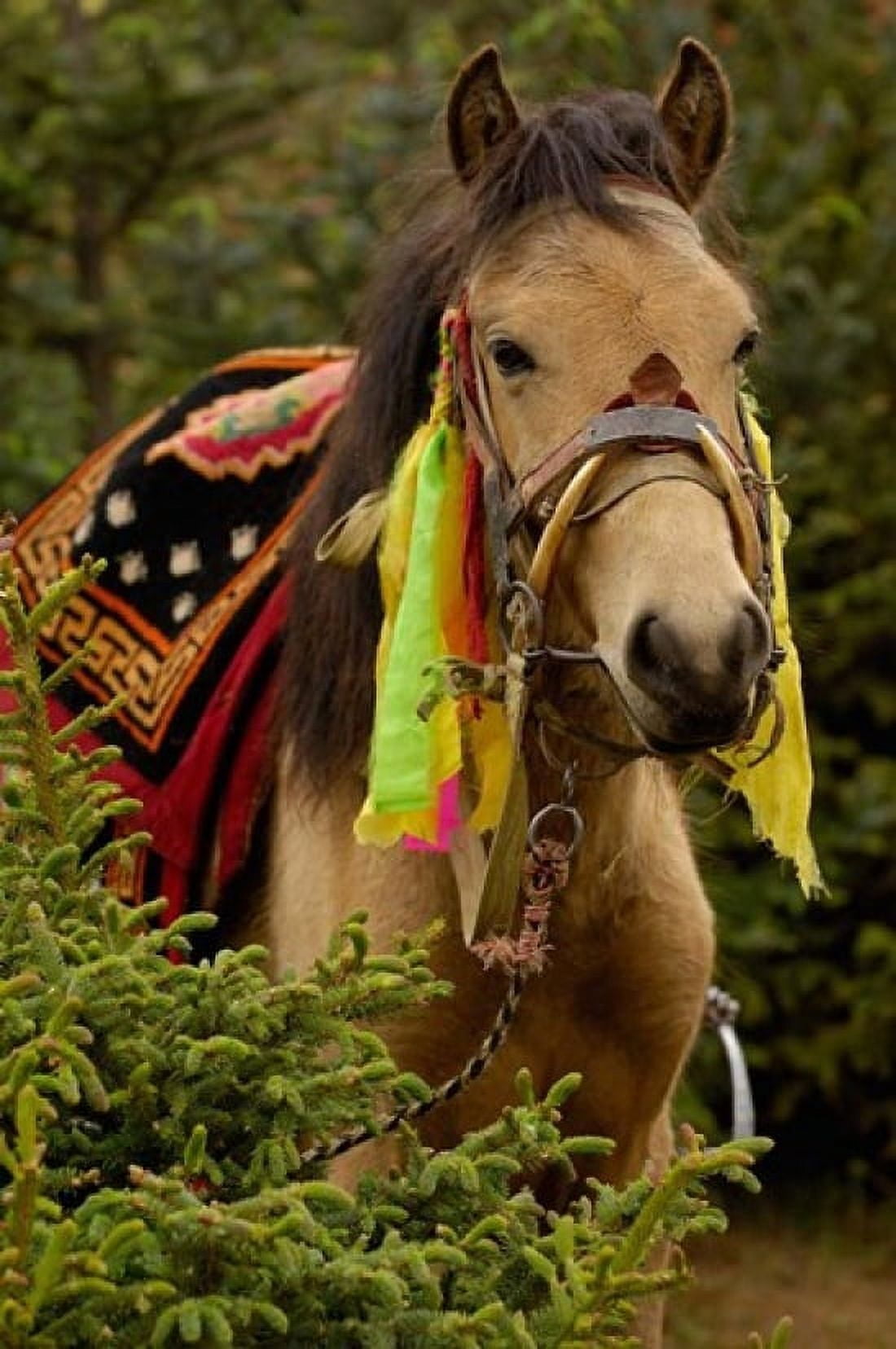 Horse at the Horse Racing Festival Zhongdian Deqin Tibetan Autonomous Prefecture Yunnan Province China Canvas Art - Pete Oxford DanitaDelimont (25 x 38)