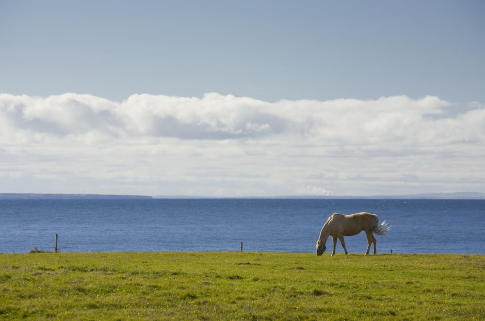 Horse In Field Guernsey Cove Prince Edward Island Canvas Art - John Sylvester Design Pics (17 x 11)