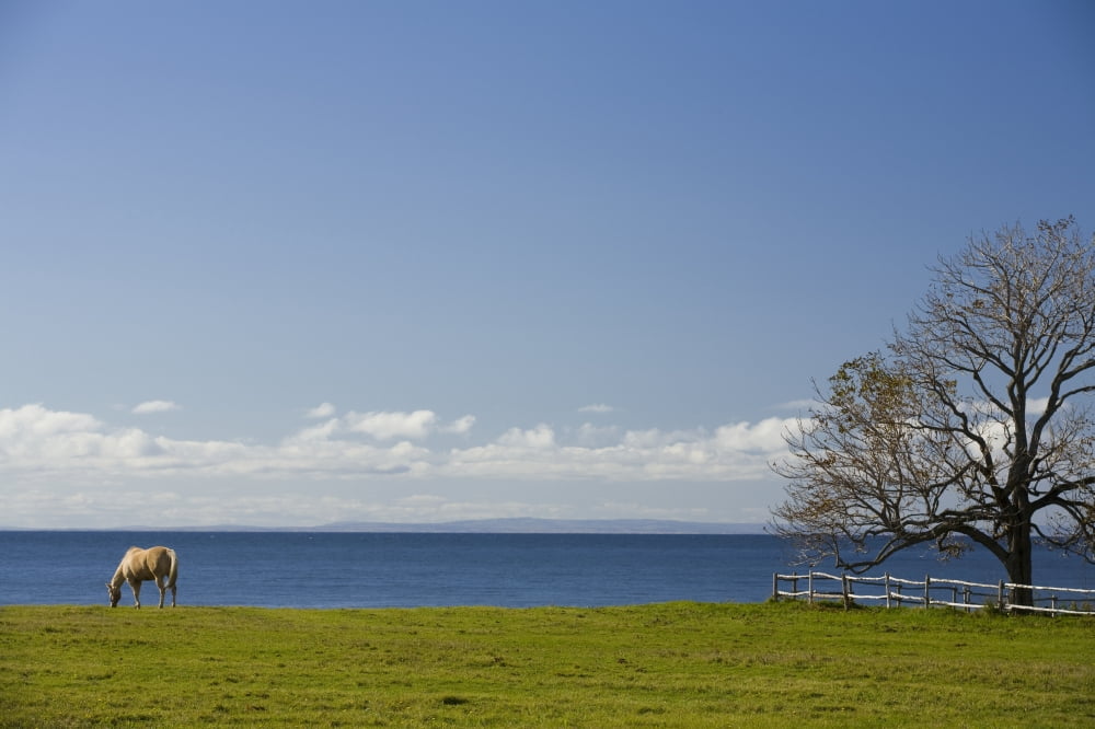 Horse In Field Guernsey Cove Prince Edward Island Canvas Art - John Sylvester Design Pics (17 x 11)