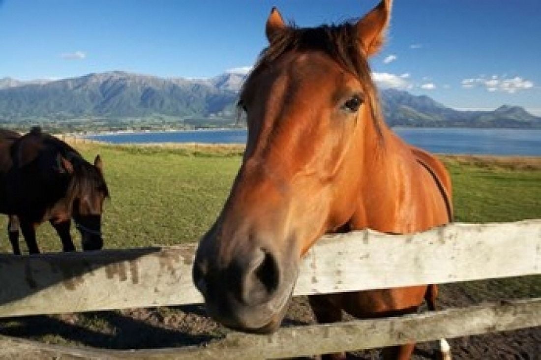 Horse Kaikoura Marlborough South Island New Zealand Canvas Art - David Wall DanitaDelimont (17 x 11)