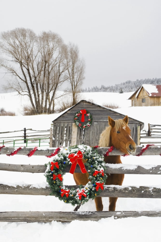Horse On Soward Ranch Decorated For The Holidays Antelope Valley Creede Colorado Canvas Art - Michael DeYoung Design Pics (11 x 17)