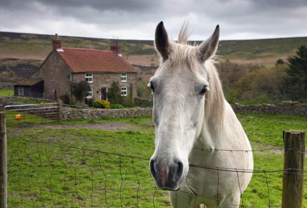 Horse Peering Over Fence North Yorkshire England Canvas Art - John Short Design Pics (18 x 12)
