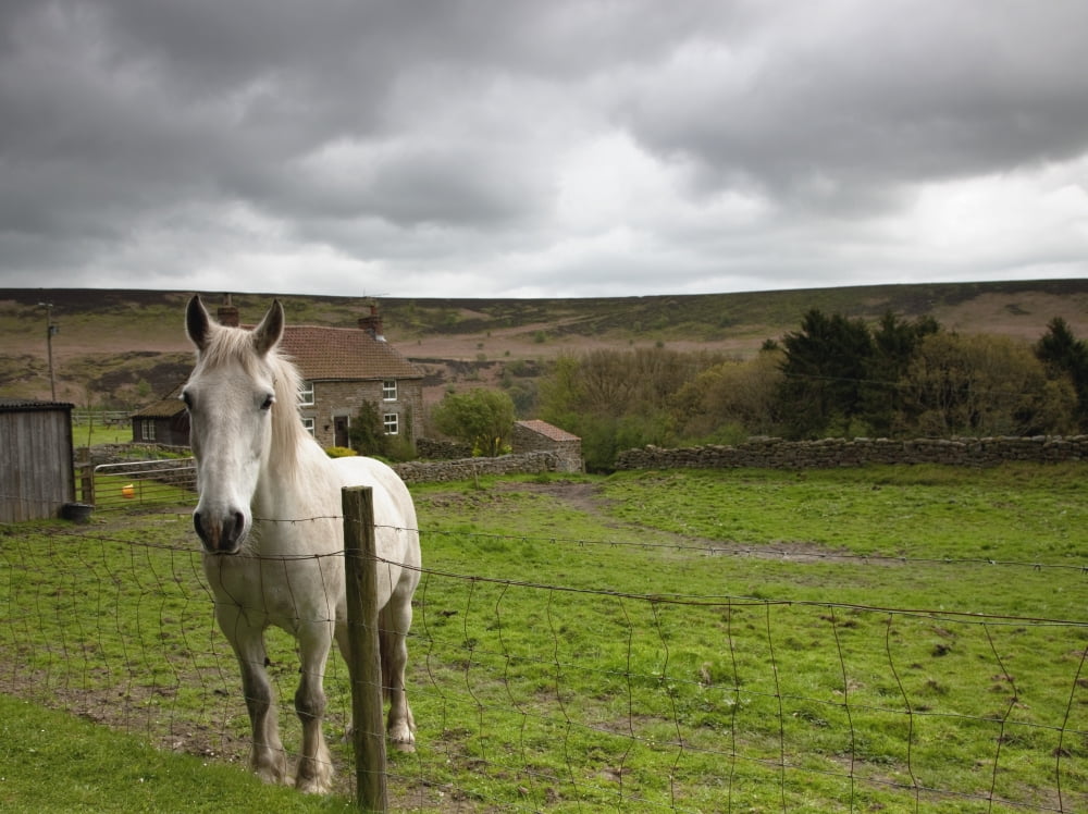 Horse Peering Over Fence North Yorkshire England Canvas Art - John Short  Design Pics (18 x 13)