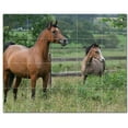 thumbnail image 1 of Horse Photo Ceramic Tile Mural Kitchen Backsplash Bathroom Shower, 405268-S54, 1 of 3