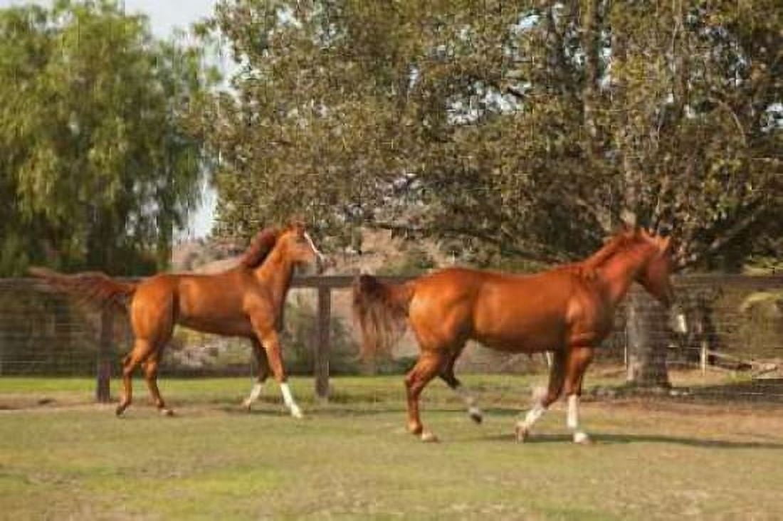 Horse Play I Canvas Art - Karyn Millet (24 x 36)
