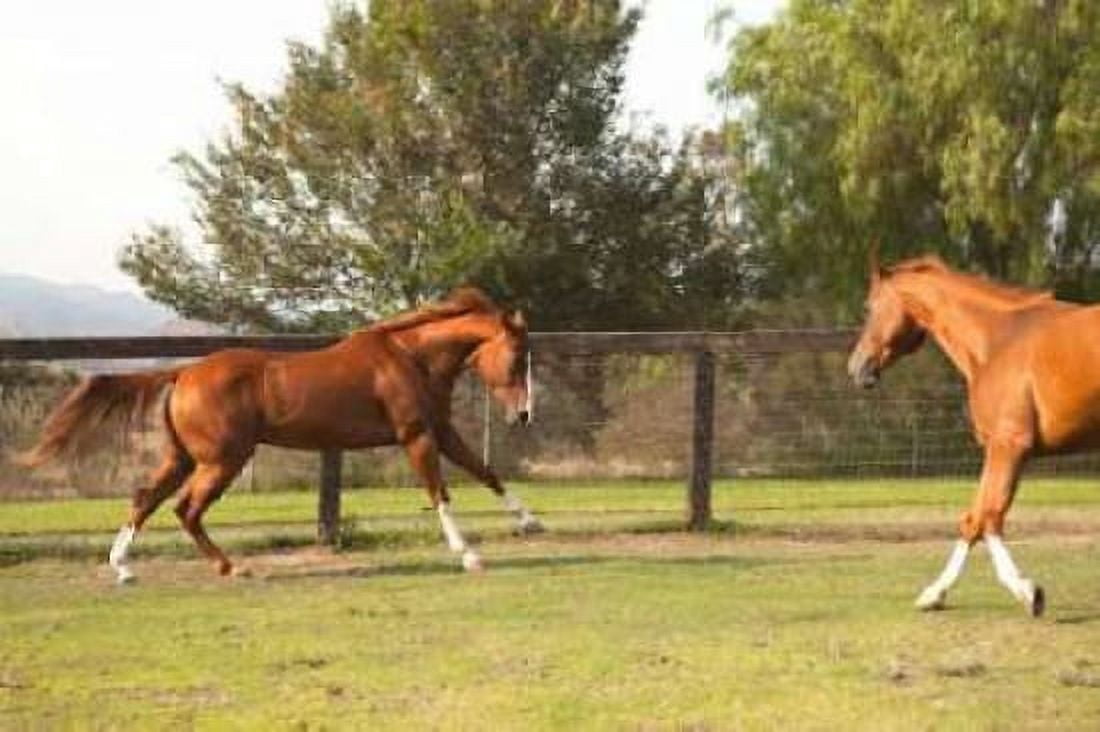 Horse Play II Canvas Art - Karyn Millet (24 x 36)