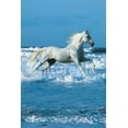 thumbnail image 1 of Horse Sea - Bob Langrish Poster (36 X 24), 1 of 1