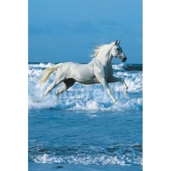 Horse Sea - Bob Langrish Poster (36 X 24)