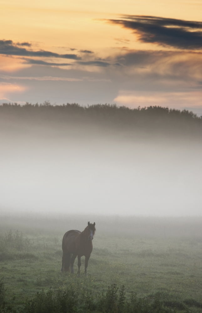 Horse Standing In The Mist Northumberland England Canvas Art - John Short Design Pics (24 x 38)