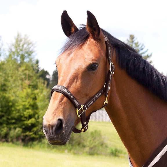 Horse Tack Polyester Horze Hampton Halter 606211BRP