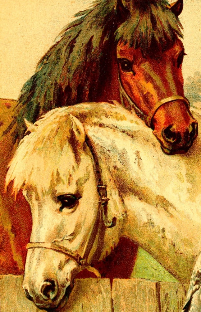Horse Tales 1924 Snowy & Bob Canvas Art - Unknown (24 x 36)