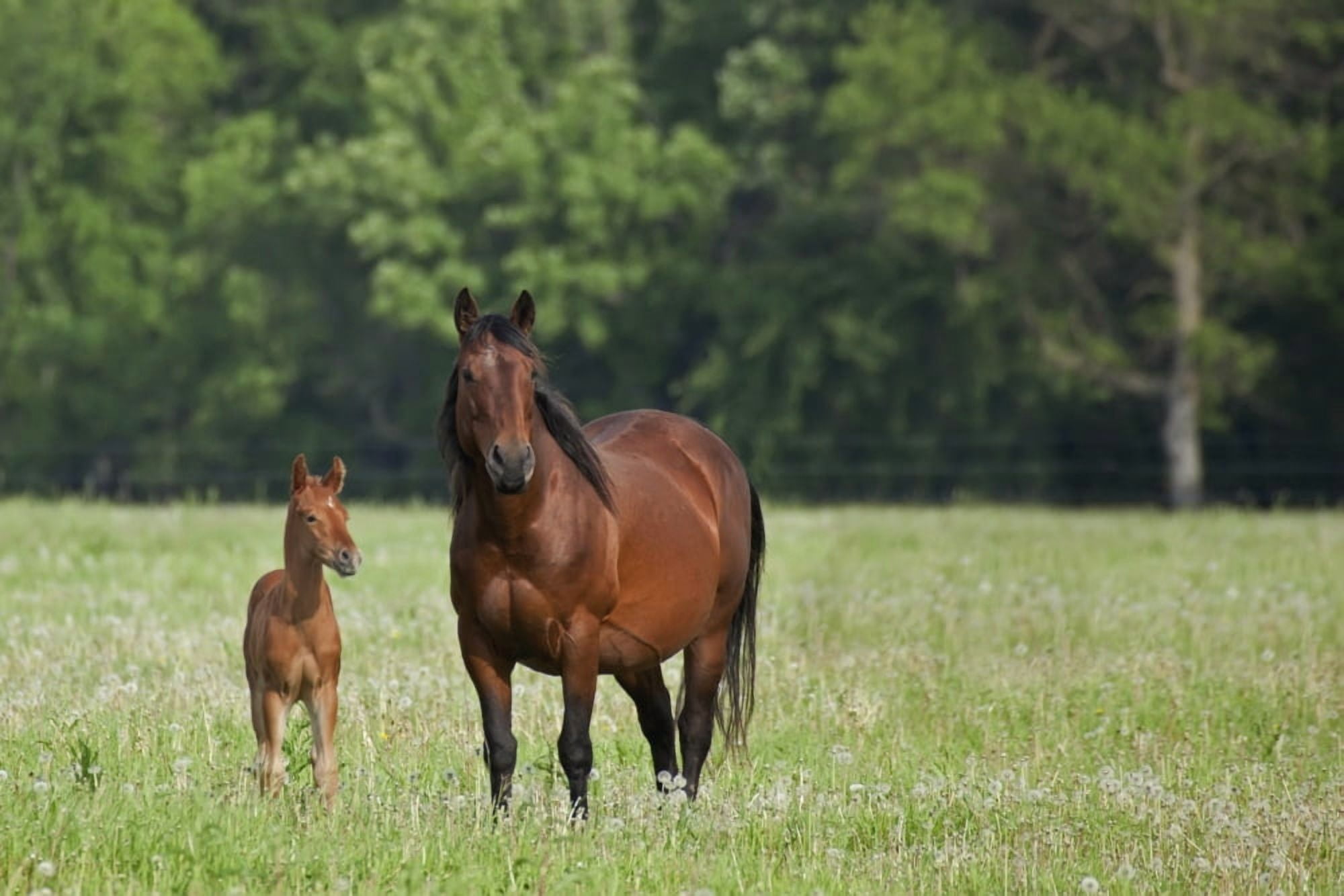 Horse With A Colt Winnipeg Manitoba Canada Canvas Art - Susan Dykstra Design Pics (38 x 24)