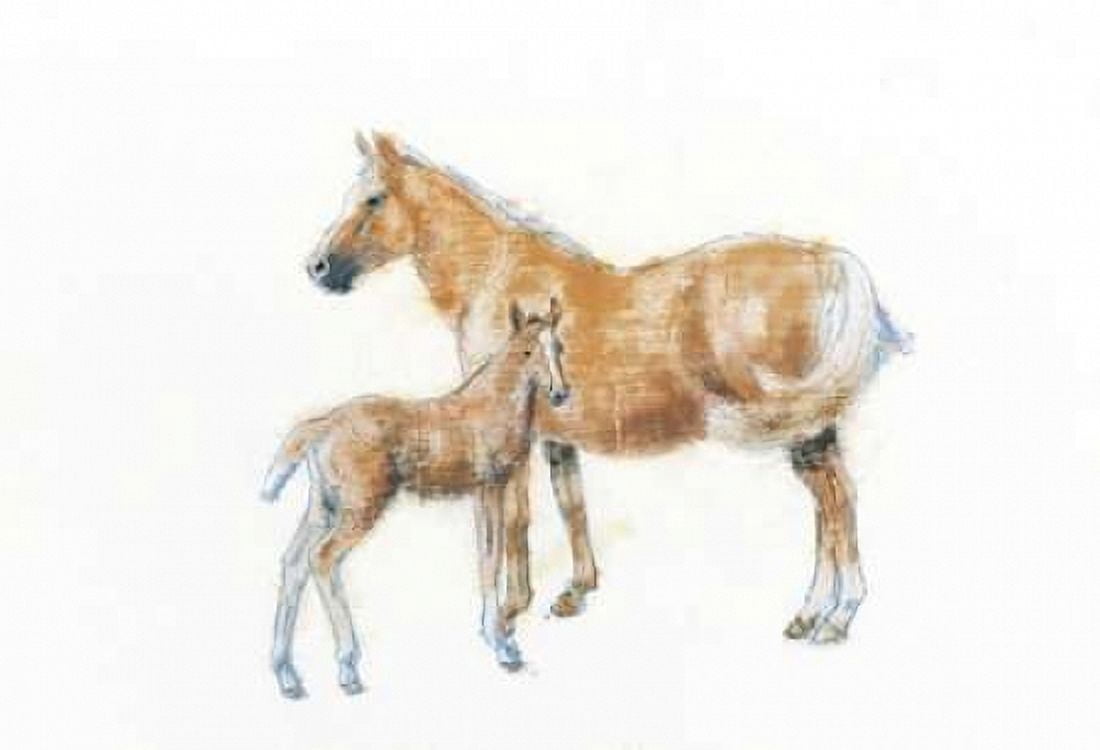Horse and Colt Canvas Art - Emily Adams (20 x 28)