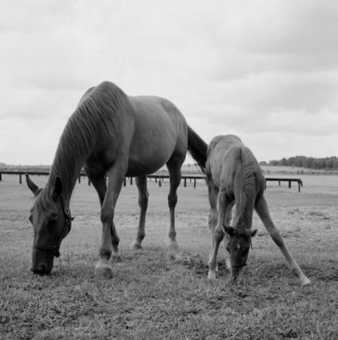 Horse and colt grazing on pasture Canvas Art - (24 x 36)