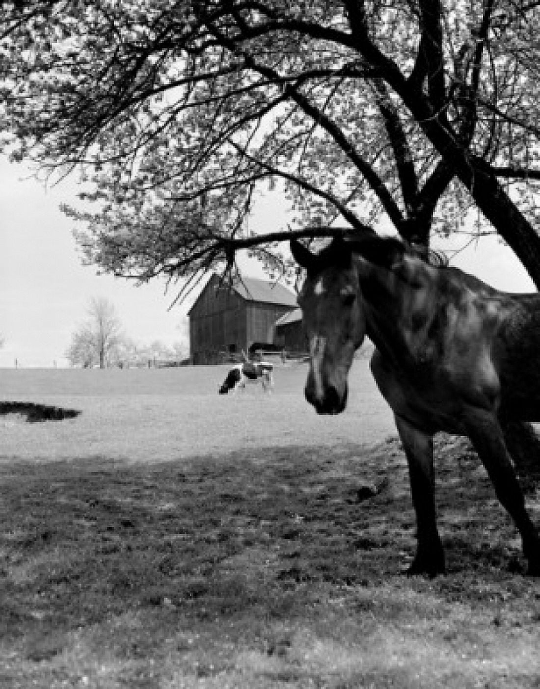 Horse and cow grazing on farm Canvas Art - (24 x 36)