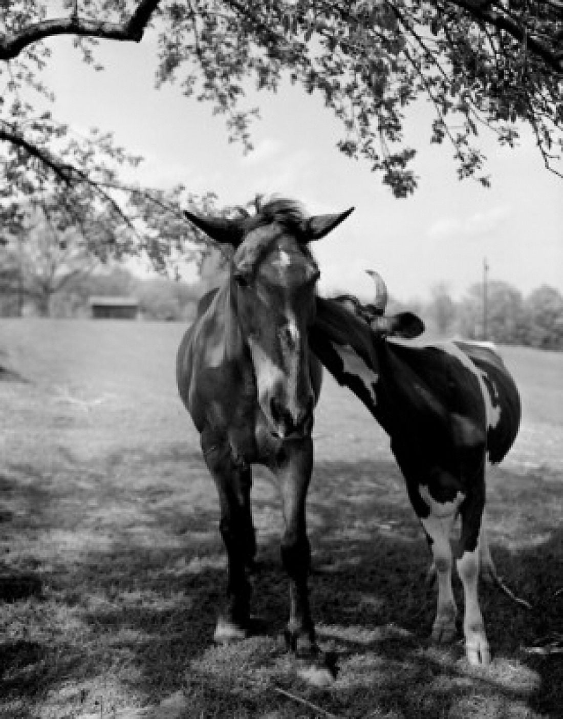 Horse and cow in field Canvas Art - (24 x 36)