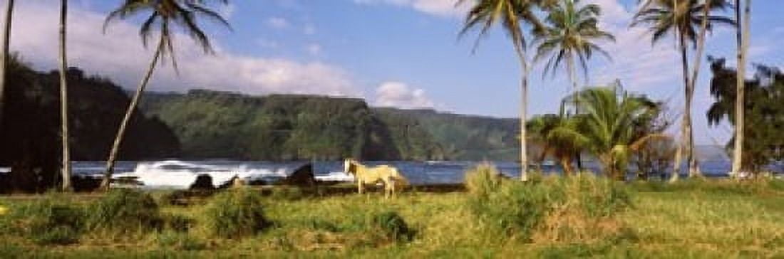 Horse and palm trees on the coast Hawaii USA Canvas Art - Panoramic Images (36 x 12)