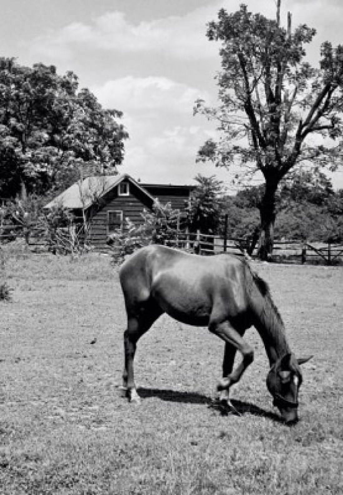 Horse grazing in a field Canvas Art - (24 x 36)