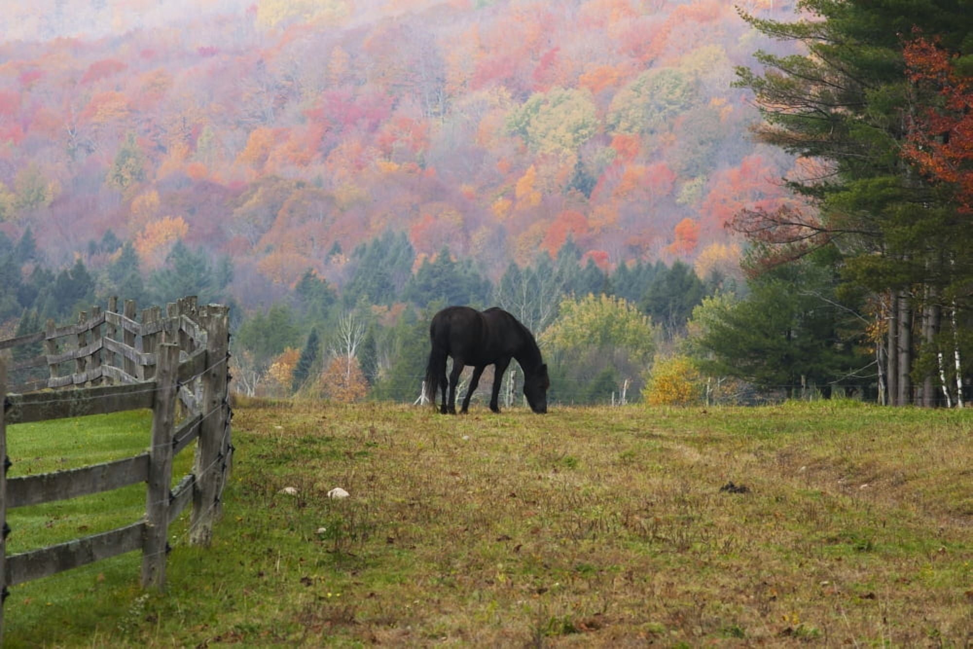 Horse grazing in early morning light and fog in autumn Iron Hill Quebec Canada Canvas Art - David Chapman Design Pics (19 x 12)