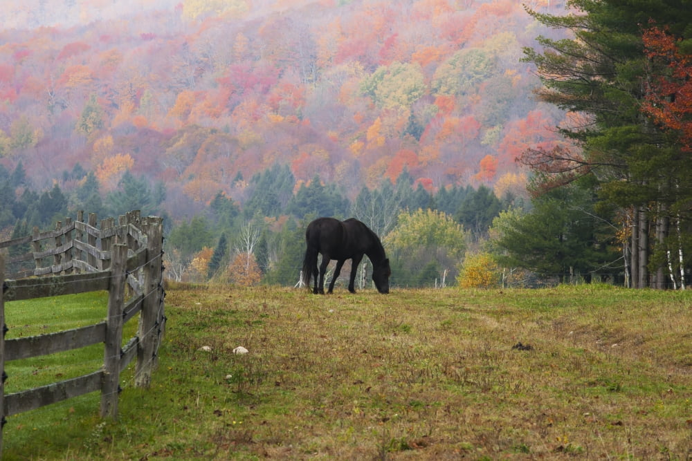 Horse grazing in early morning light and fog in autumn Iron Hill Quebec Canada Canvas Art - David Chapman  Design Pics (38 x 24)