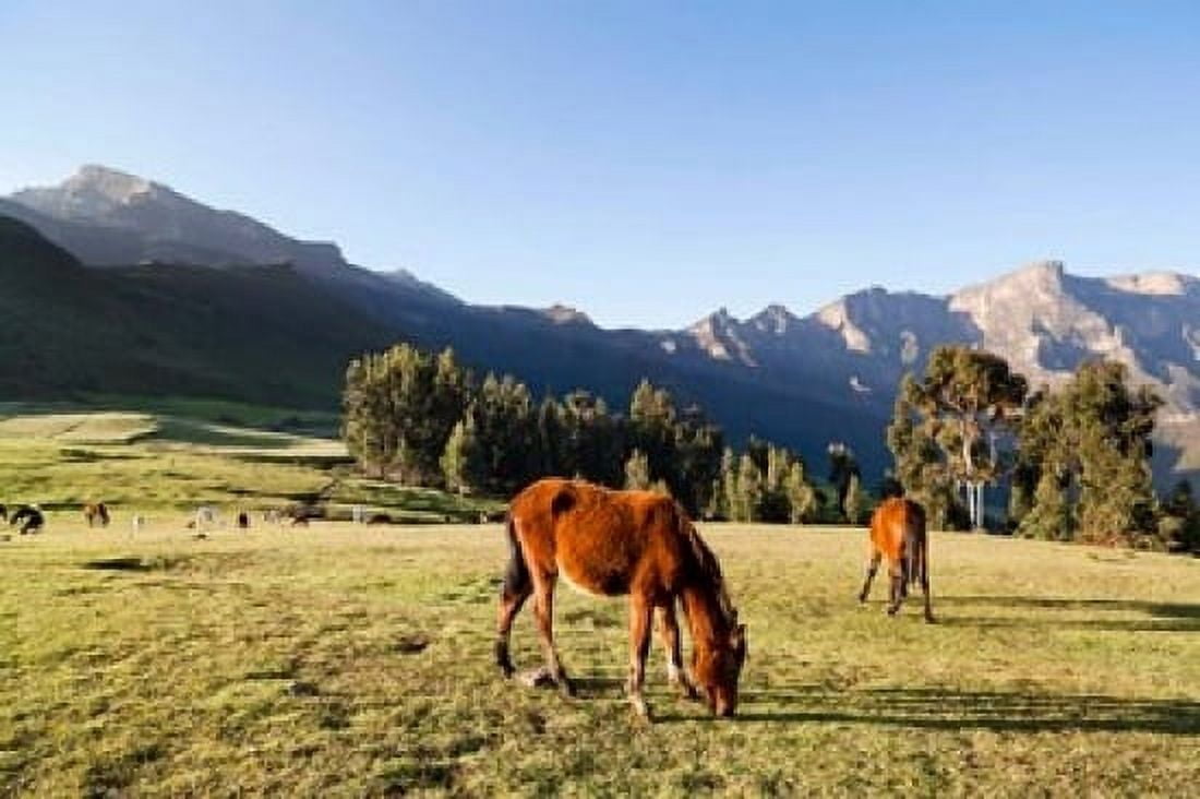 Horse herd grazing Arkwasiye Highlands of Ethiopia Canvas Art - Martin Zwick DanitaDelimont (19 x 12)