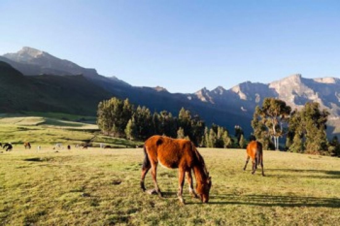 Horse herd grazing Arkwasiye Highlands of Ethiopia Canvas Art - Martin Zwick DanitaDelimont (38 x 25)