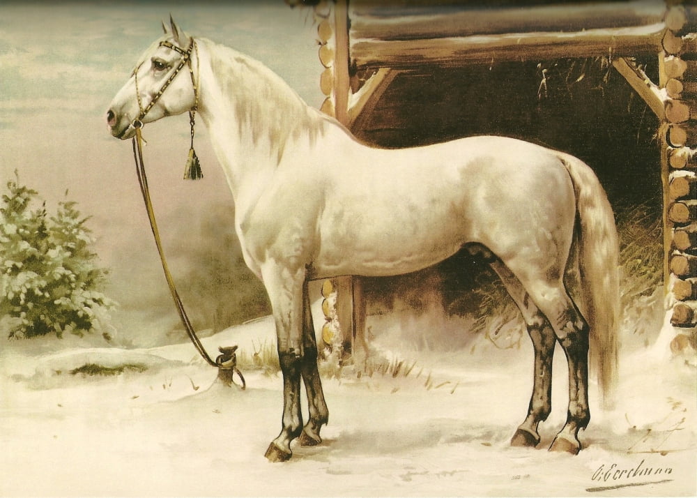 Horse in Snow Canvas Art - Otto Eerelman (24 x 36)