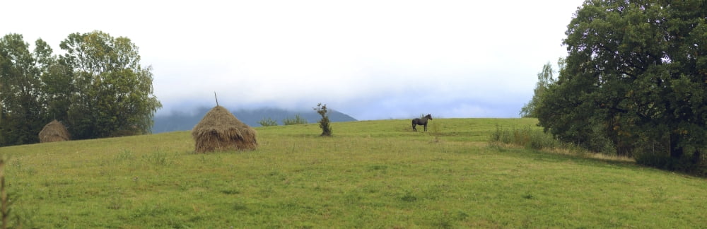 Horse in a field Bran Brasov County Transylvania Romania Canvas Art - Panoramic Images (27 x 9)