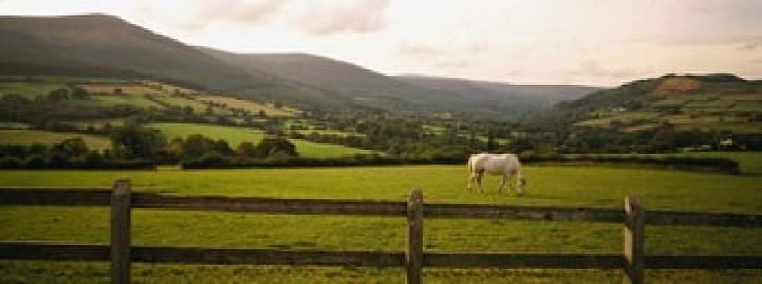 Horse in a field Enniskerry County Wicklow Republic Of Ireland Canvas Art - Panoramic Images (15 x 6)