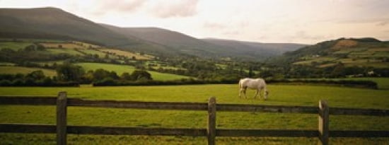 Horse in a field Enniskerry County Wicklow Republic Of Ireland Canvas Art - Panoramic Images (30 x 12)
