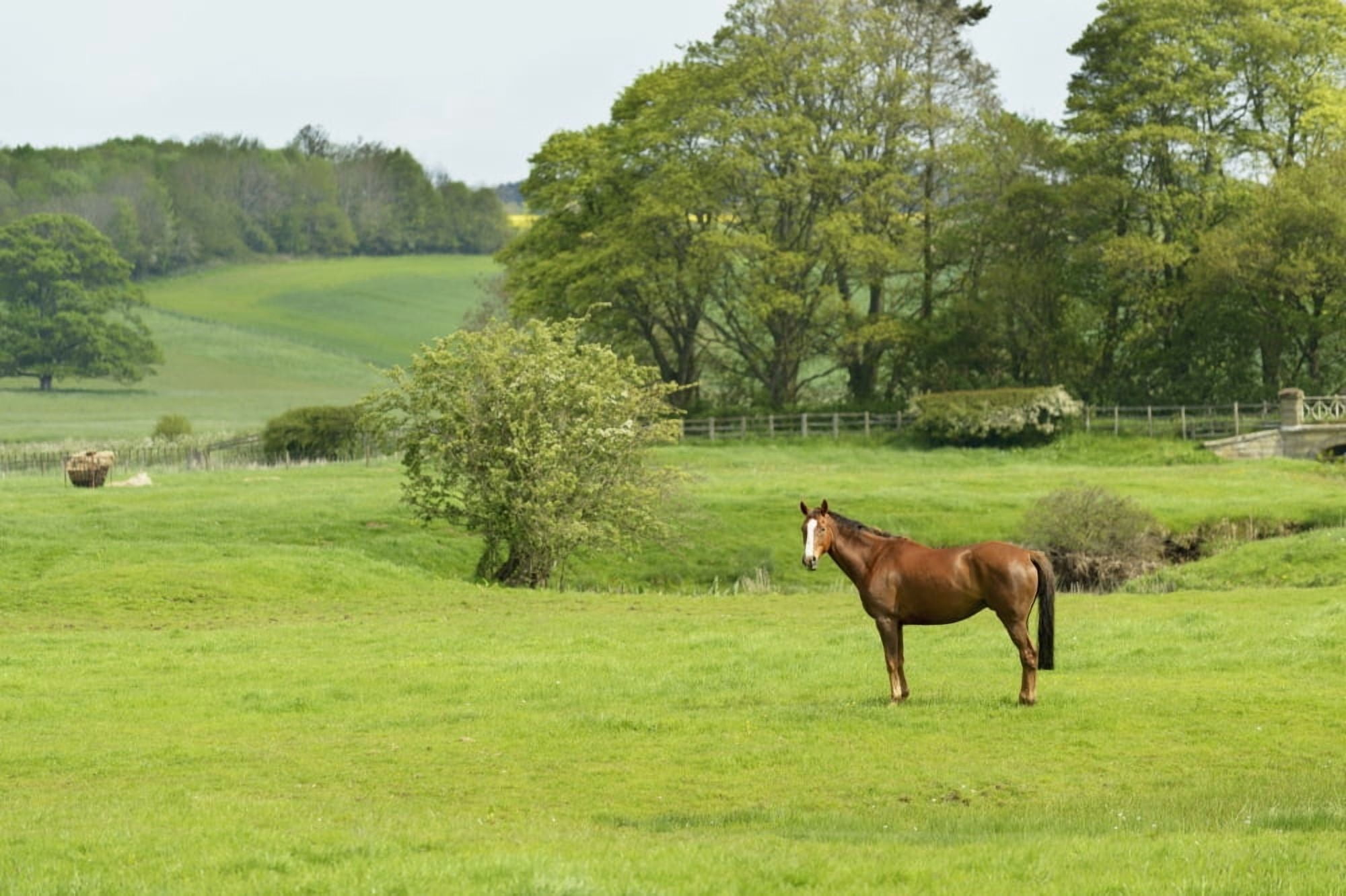 Horse in field Morpeth Northumberland England Canvas Art - Michael Thornton Design Pics (38 x 24)