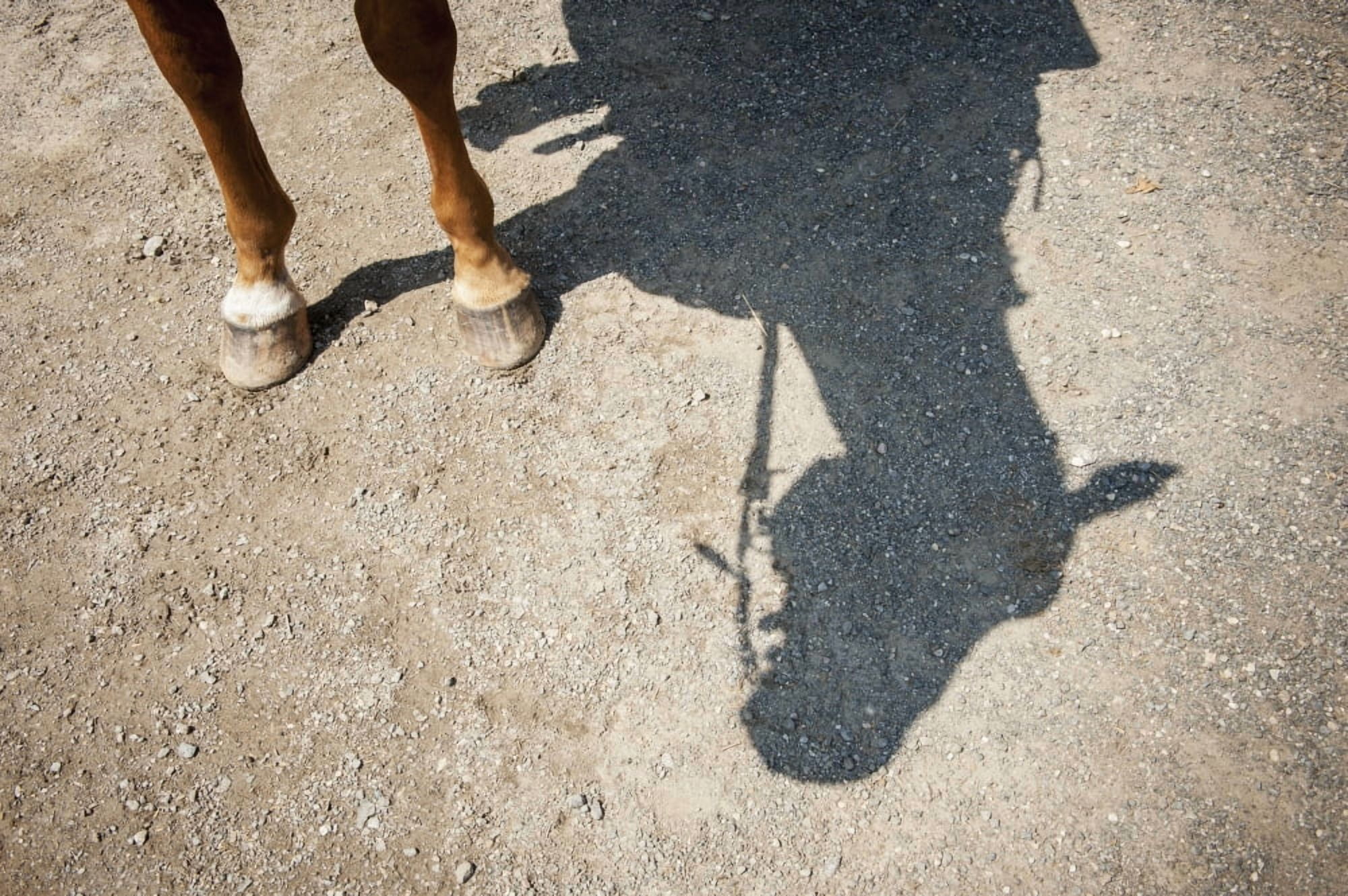 Horse legs and shadow of horse head Hampstead Maryland United States of America Canvas Art - Remsberg Inc Design Pics (19 x 12)