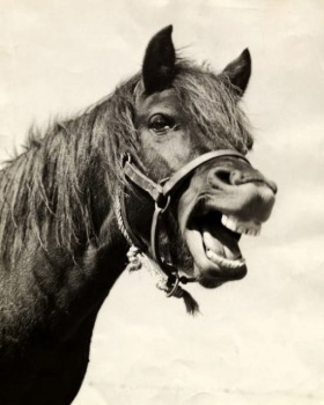 Horse neighing Canvas Art -  (18 x 24)
